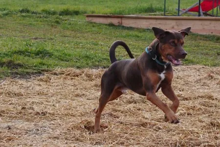 Mantrailing-der-Geruchsinn-des-Hundes Mantrailing-der-Geruchsinn-des-Hundes